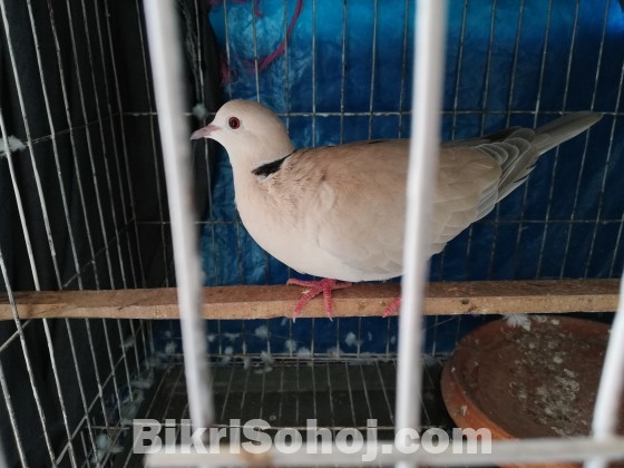 Australian Dove / ঘুঘু